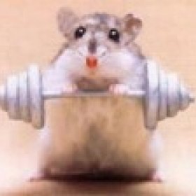 Thegymrat's picture