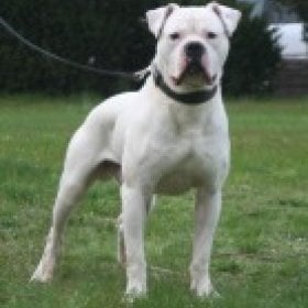 american bulldog's picture