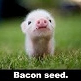 fatalPORKshank's picture