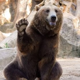BillyBear's picture