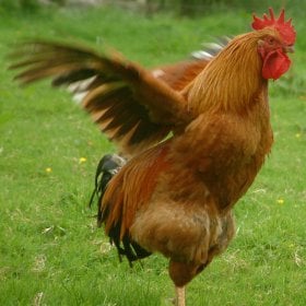 Rooster.'s picture