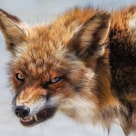 Falsefox's picture