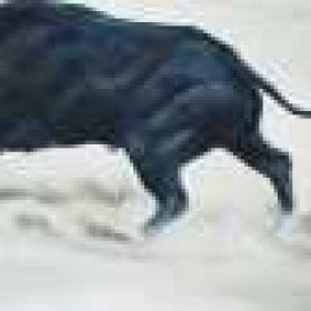 Spanish_Bull's picture