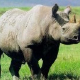 white-rhino's picture