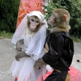 mrsmonkey's picture