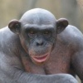 monkeyface's picture