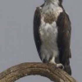 SeaHawk's picture