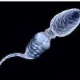 Beta Alphanine's picture