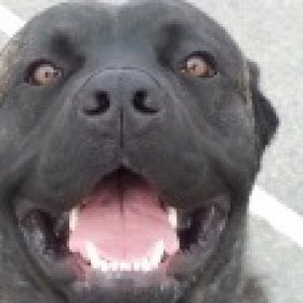 fat boi's picture