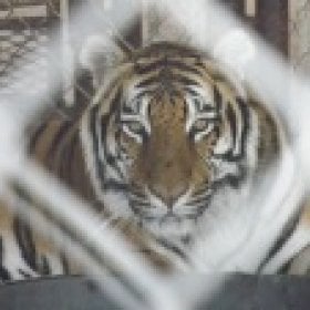 SpartanScorpion's picture