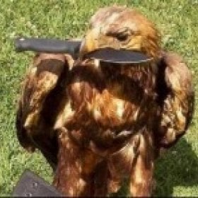 swoller87's picture