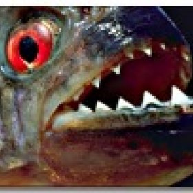 Piranha Face's picture