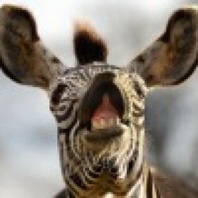 sixzerone's picture