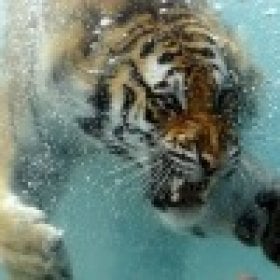 AlphaTiger2011's picture