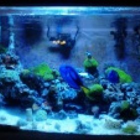reefmuscle69er's picture