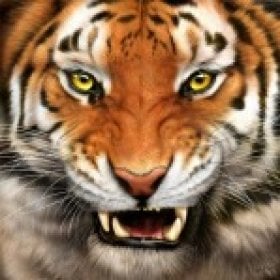 CryingTiger's picture