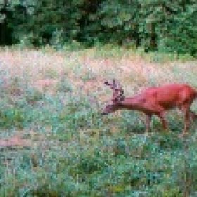 cplatty1's picture