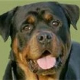 rottie's picture