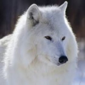 Wolffe's picture