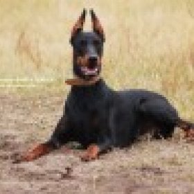 Doberman's picture