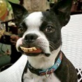 BuckyDenture's picture