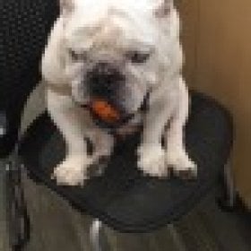 meatballs's picture