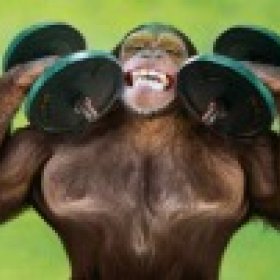 chimps69's picture