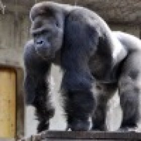 Gorilla200521's picture