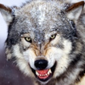 wolf's picture