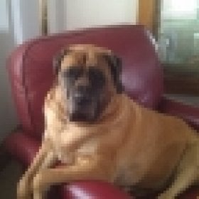Mastiff1's picture
