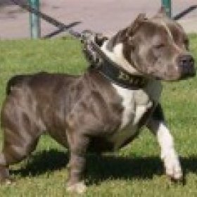 bullybreeder's picture