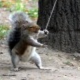 Angry Squirrel's picture
