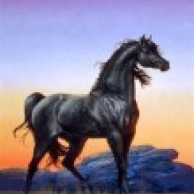 stallion2's picture