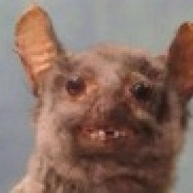 RoninIII's picture