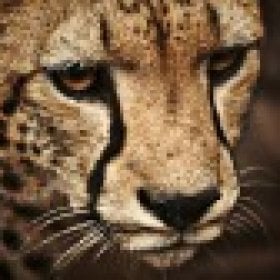 millcat's picture