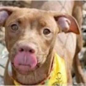 doberpit's picture