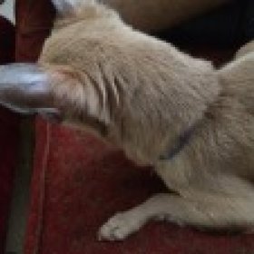 Chestimusmaximus's picture