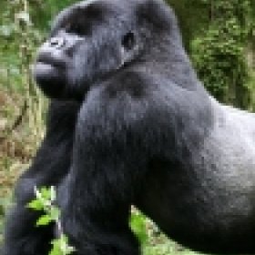 simian's picture