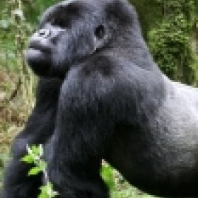simian's picture
