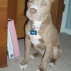 Pitbull407's picture